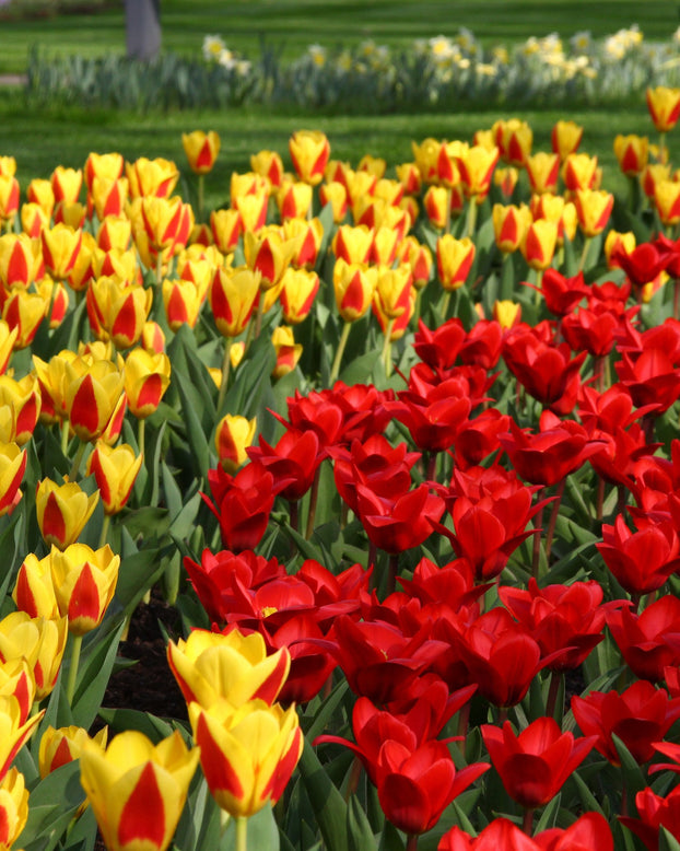 Tulip collection 'Ketchup & Mustard'