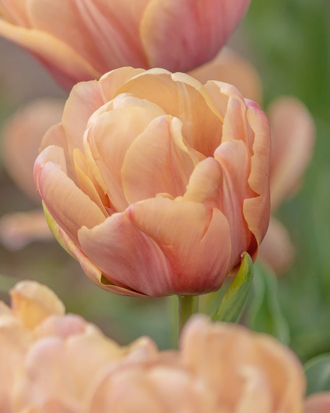 Tulip 'Rococo Double' bulbs — Buy online at Farmer Gracy UK