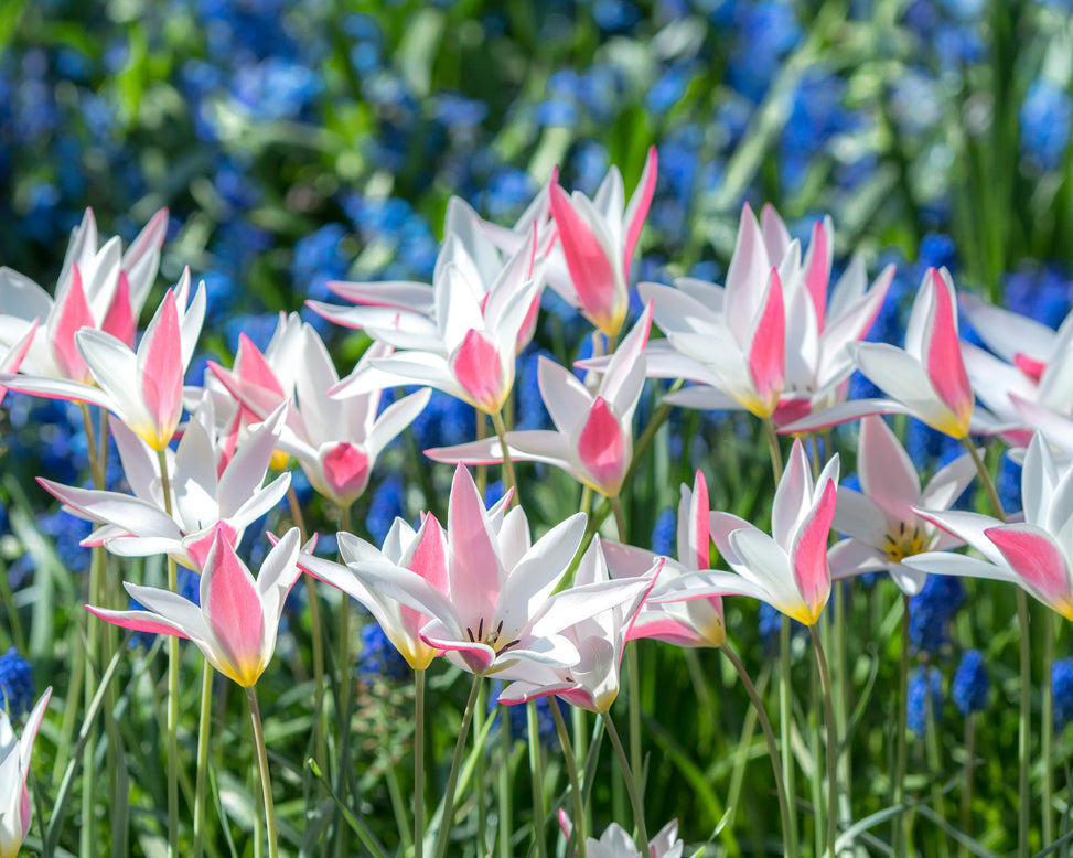 Flower BulbsLady Jane™ Bulbs UK - 3