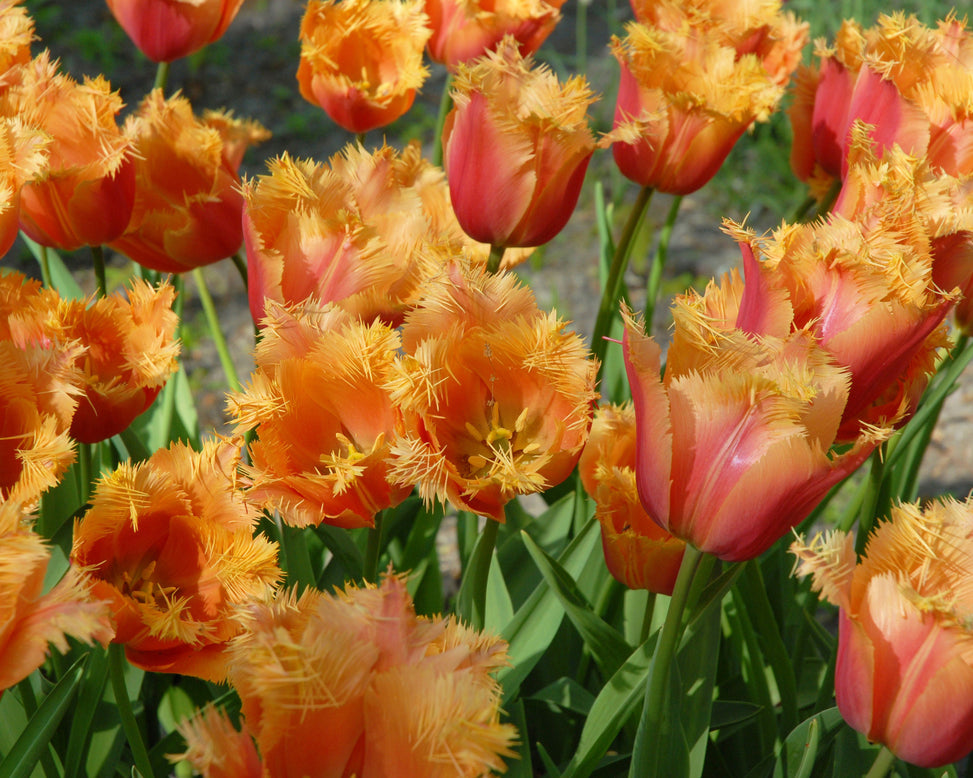 Flower BulbsLambada Bulbs UK - 2