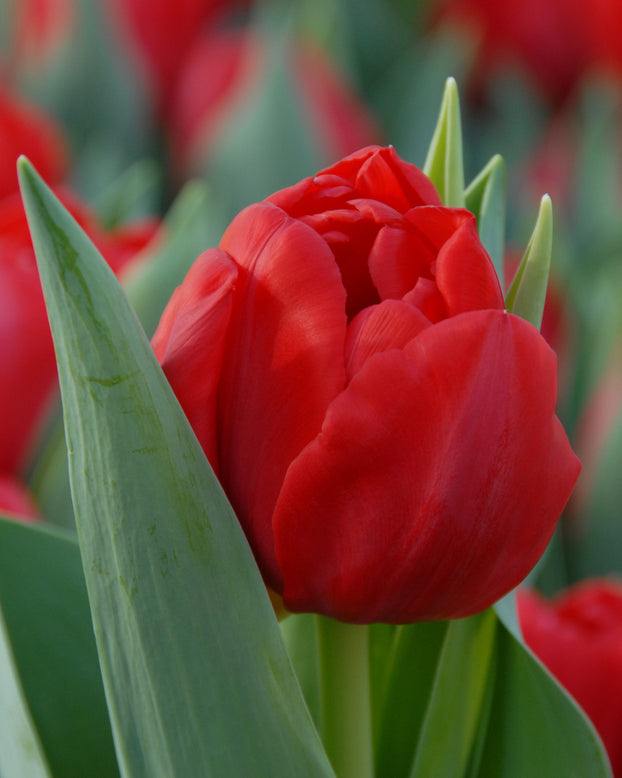 Flower BulbsLargo Bulbs UK - 1
