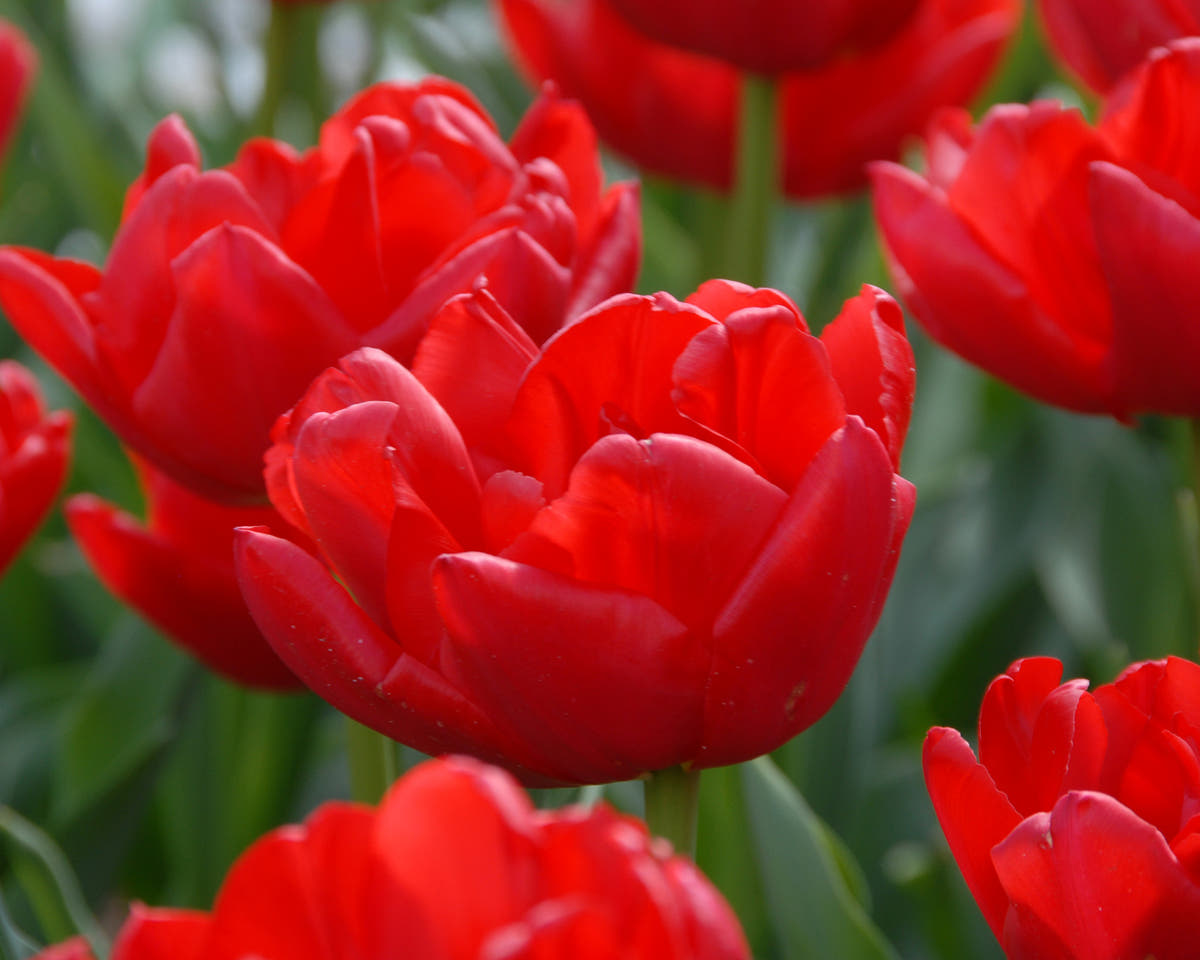 Flower BulbsLargo Bulbs UK - 2