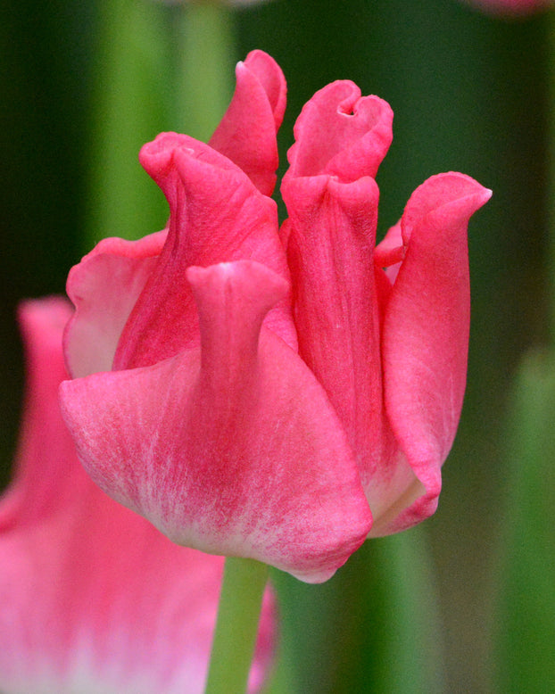 Tulip 'Liberstar'