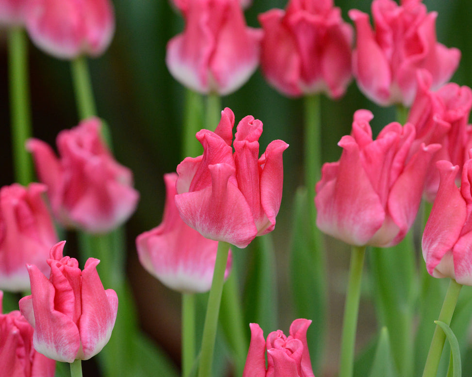Tulip 'Liberstar'