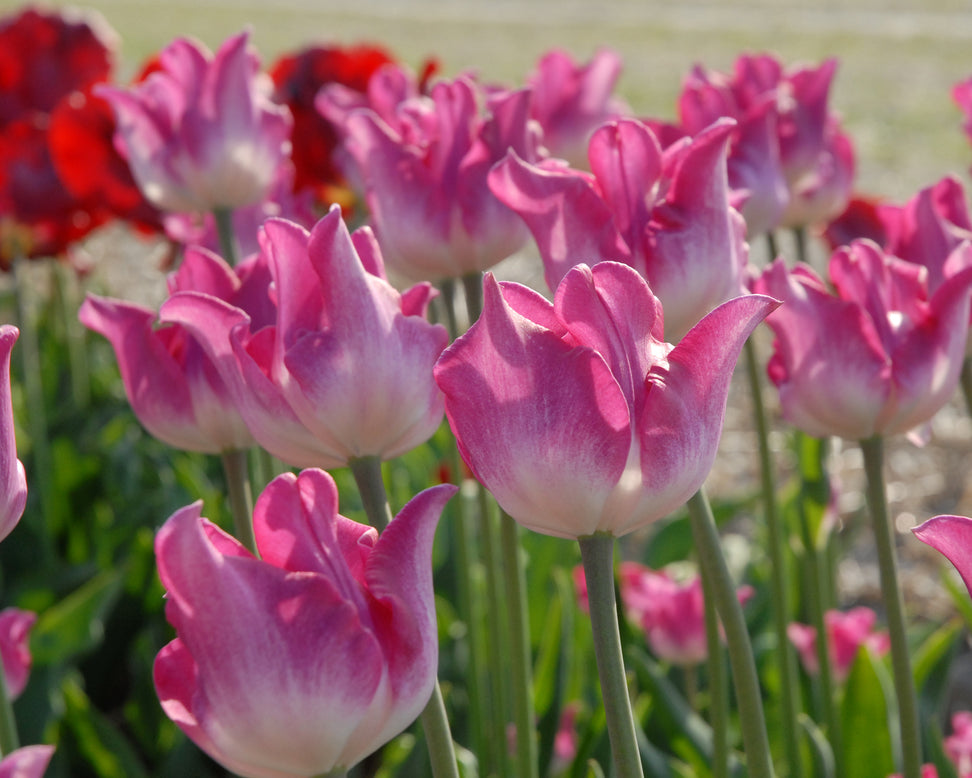 Tulip 'Liberstar'