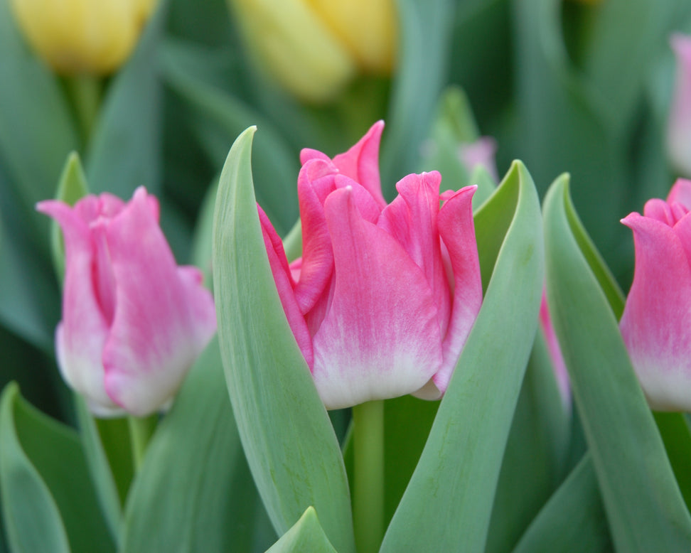 Tulip 'Liberstar'