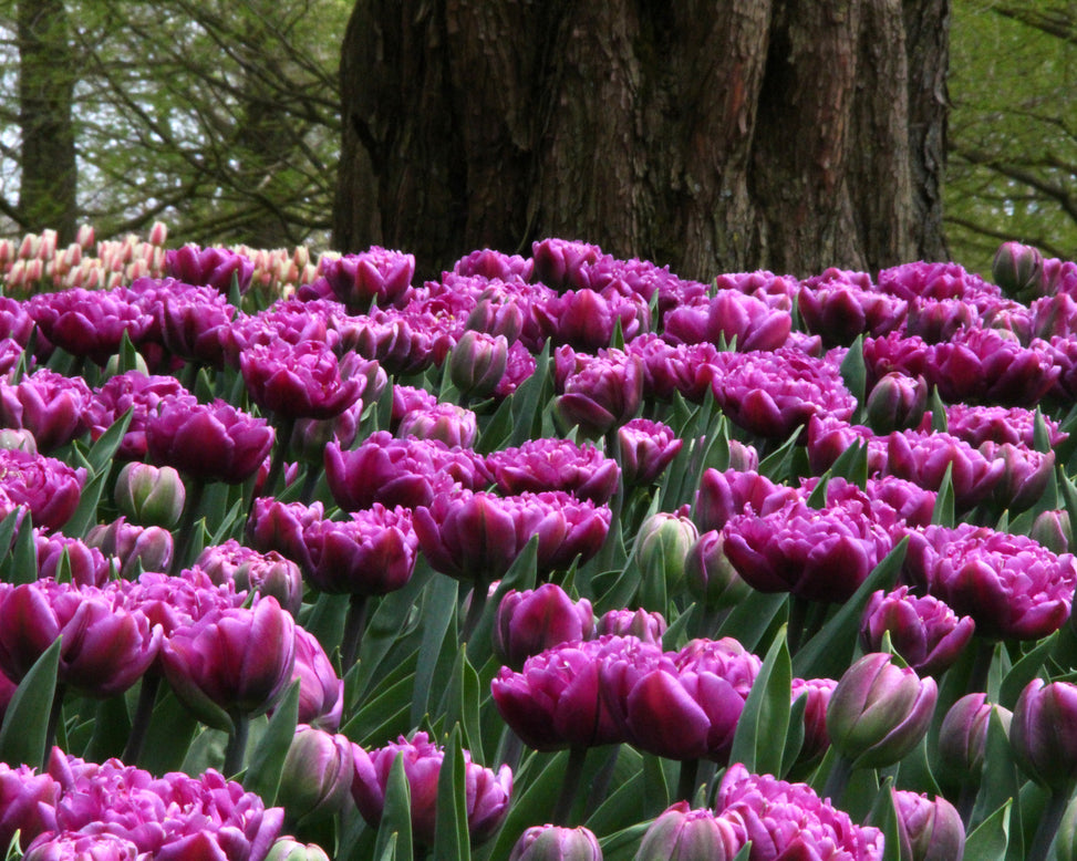 Tulip 'Lilac Perfection'