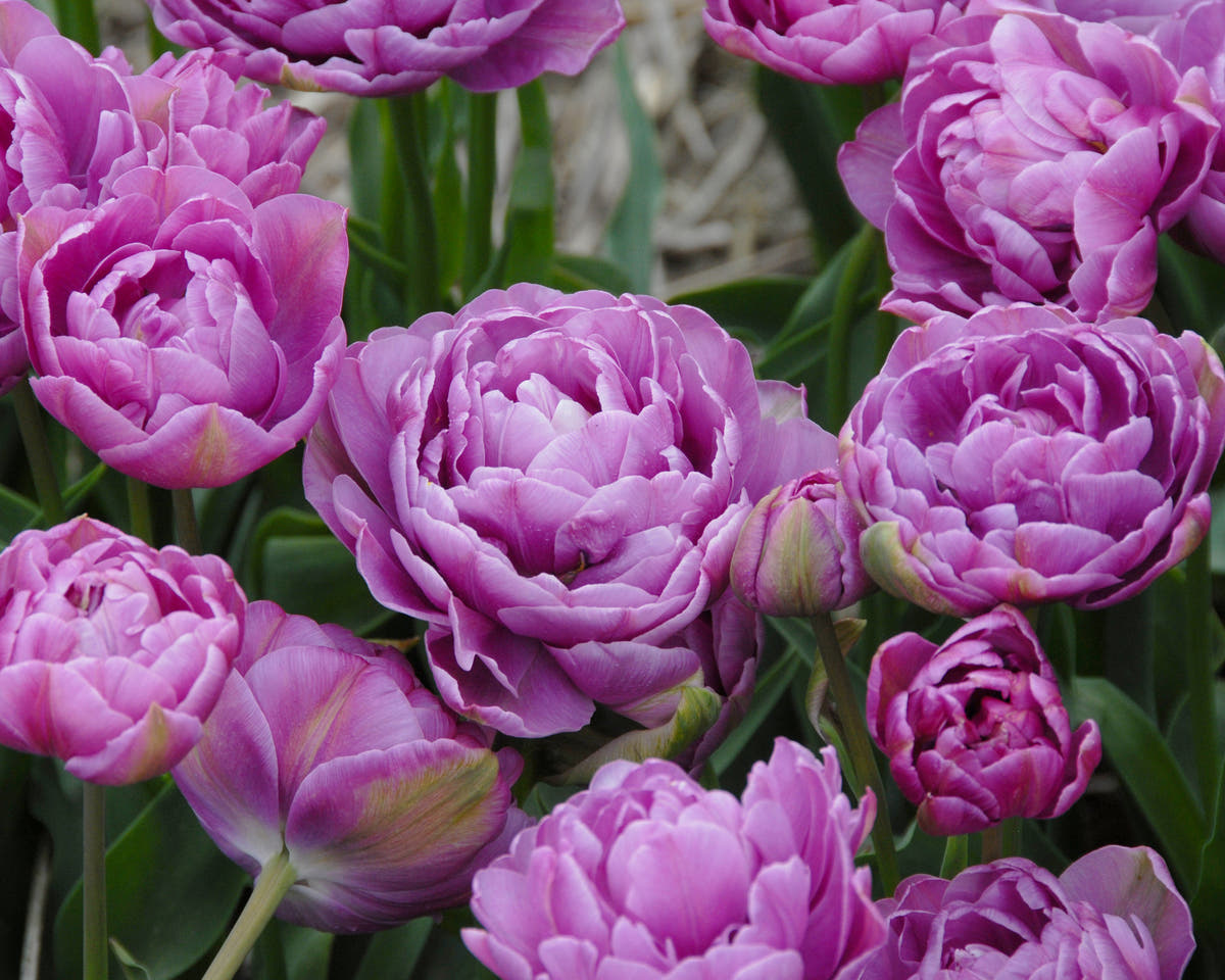 Flower BulbsLilac Perfection Bulbs UK - 2