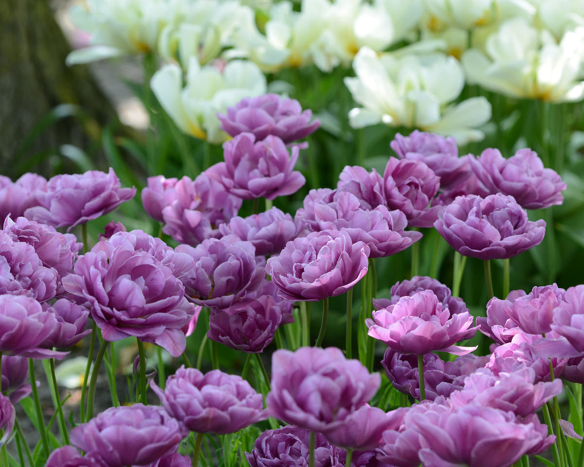 Flower BulbsLilac Perfection Bulbs UK - 4