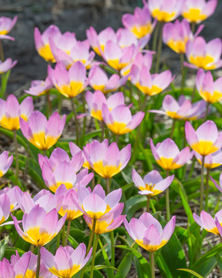 Flower BulbsLilac Wonder Bulbs UK - 1