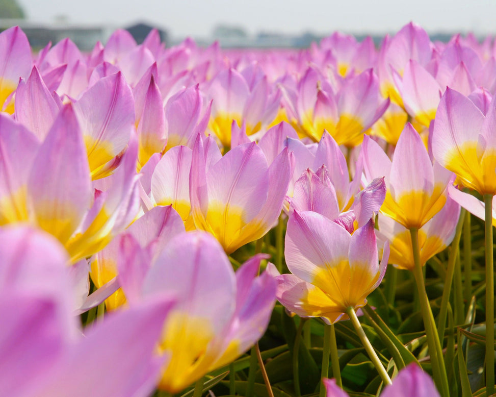 Flower BulbsLilac Wonder Bulbs UK - 2