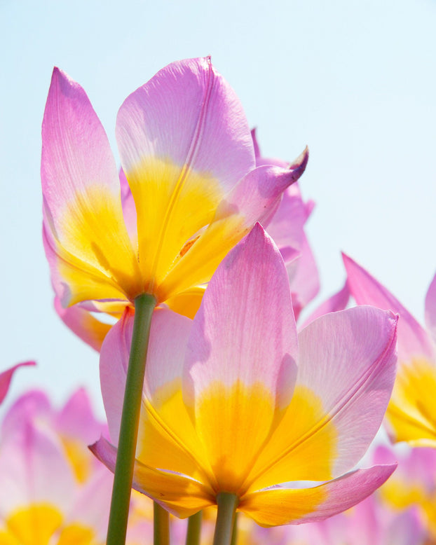 Flower BulbsLilac Wonder Bulbs UK - 3