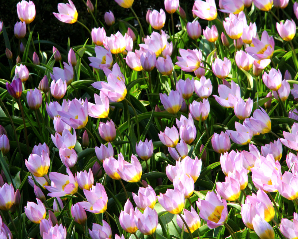 Tulip 'Lilac Wonder'