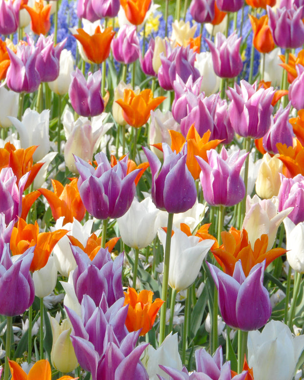 Flower BulbsLily-Flowering Mixed Colours Bulbs UK - 1