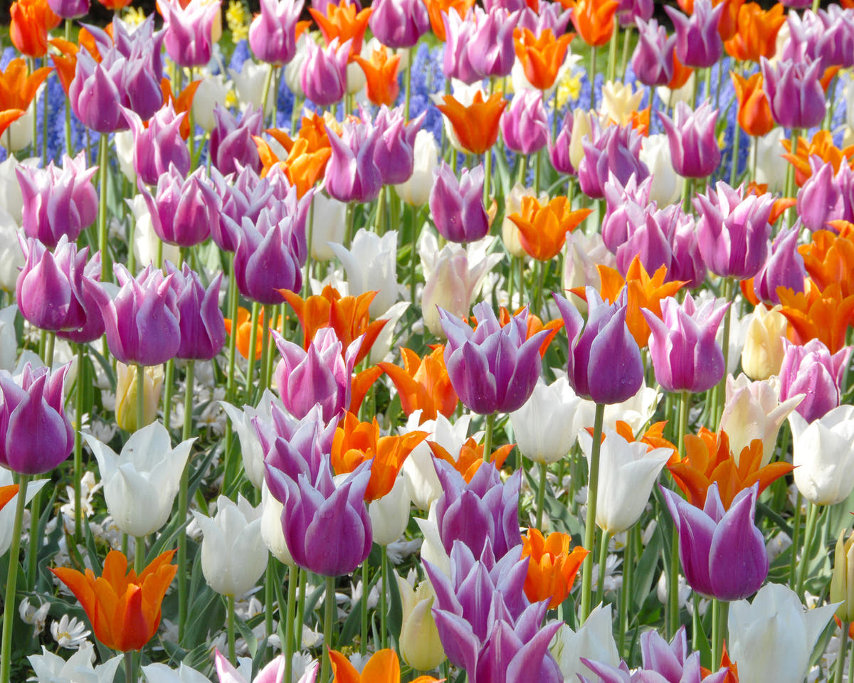 Flower BulbsLily-Flowering Mixed Colours Bulbs UK - 2