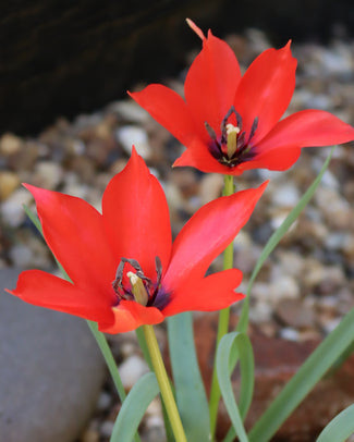 Tulip linifolia