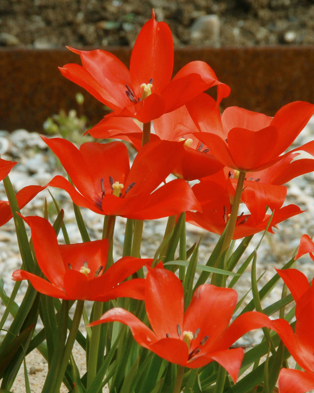 Tulip linifolia