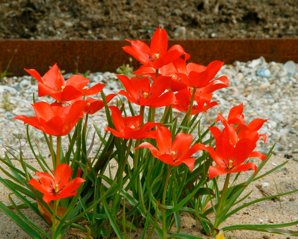 Tulip linifolia