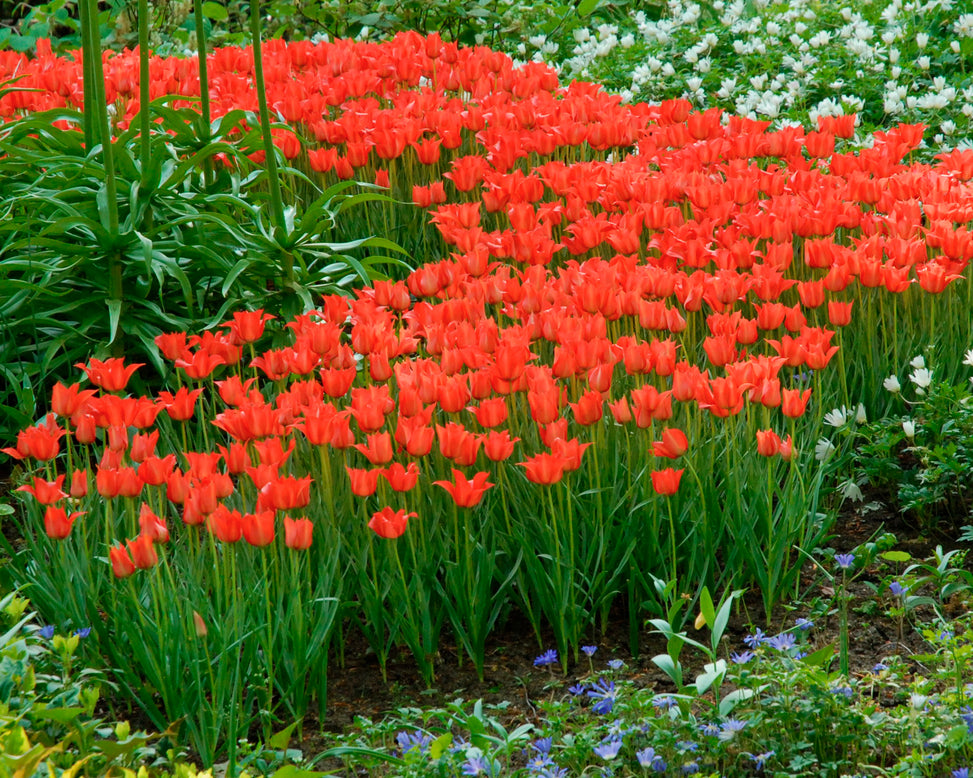 Tulip linifolia