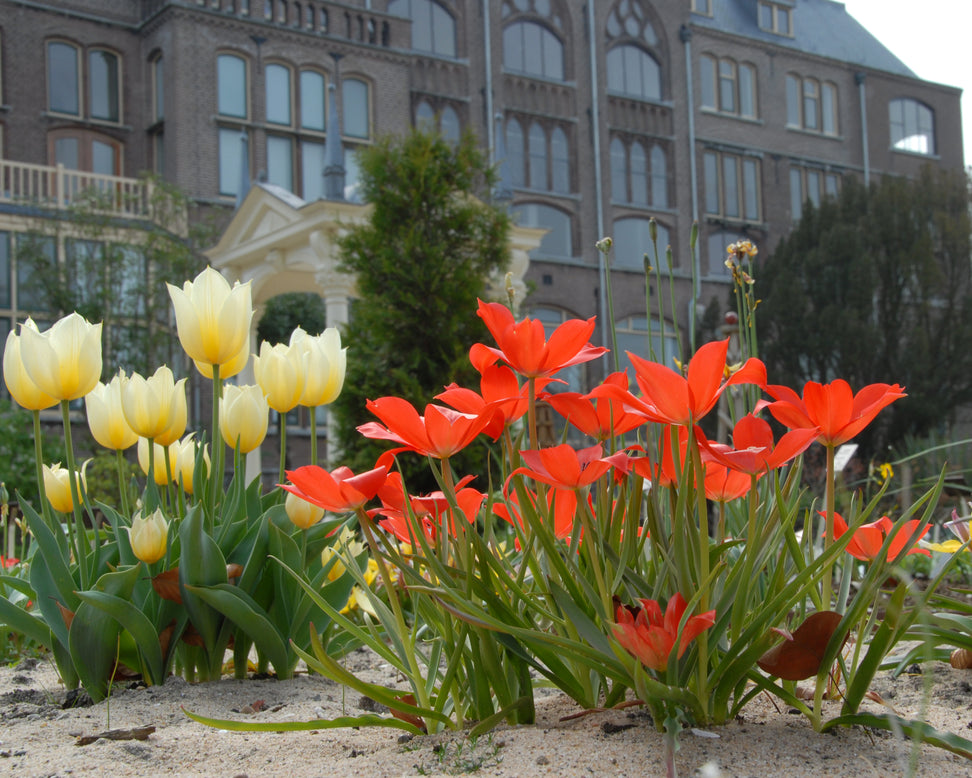 Tulip linifolia