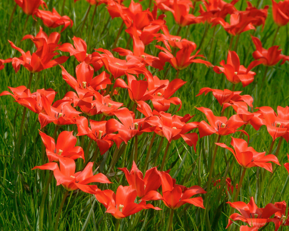 Tulip linifolia