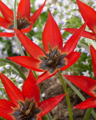 Tulip orphanidea 'Lizzy'