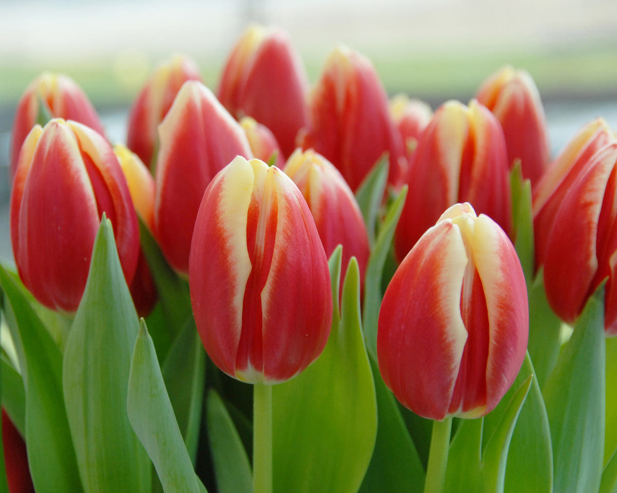 Flower BulbsLucky Strike Bulbs UK - 2