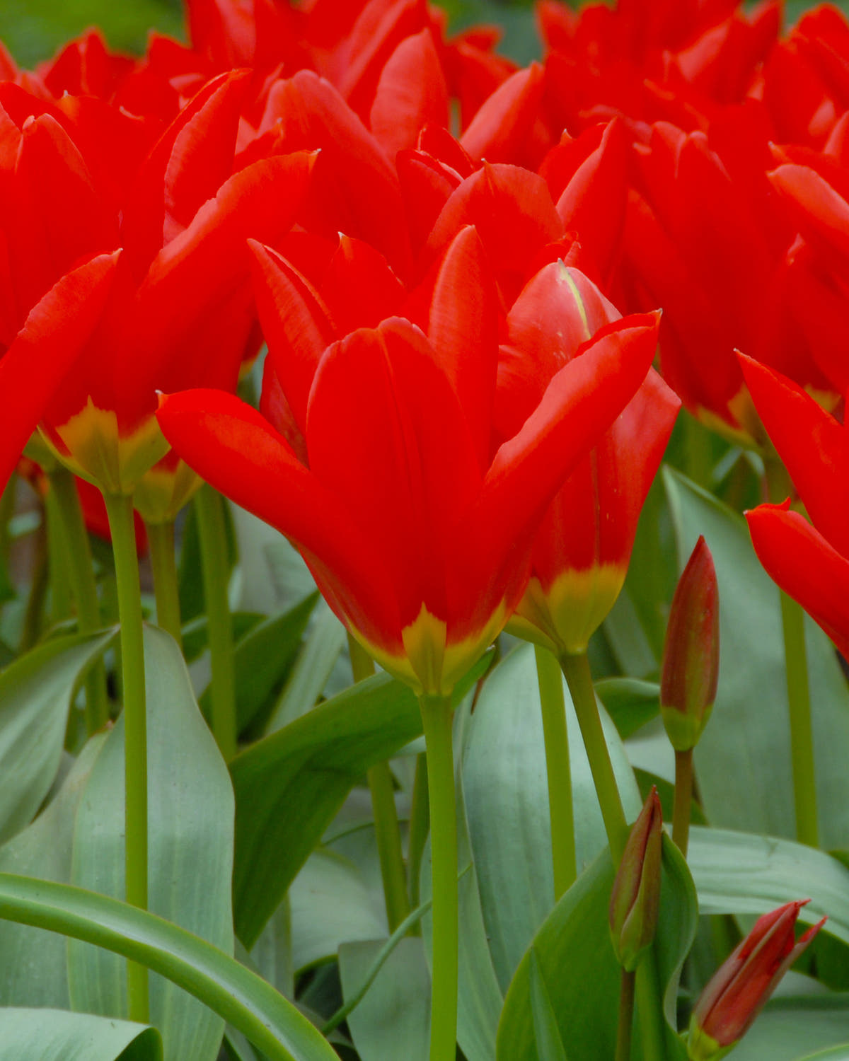 Flower BulbsMadame Lefeber Bulbs UK - 1