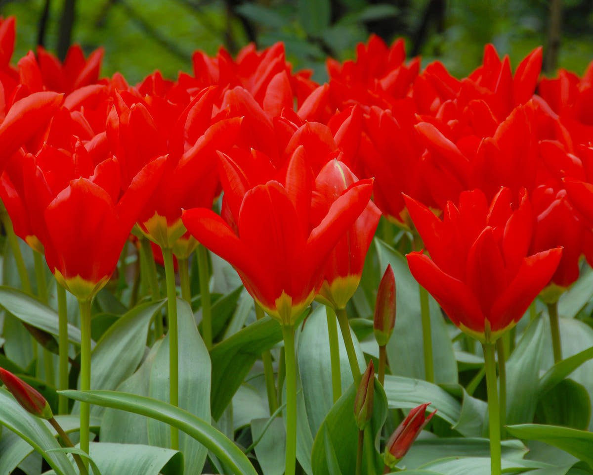 Flower BulbsMadame Lefeber Bulbs UK - 2