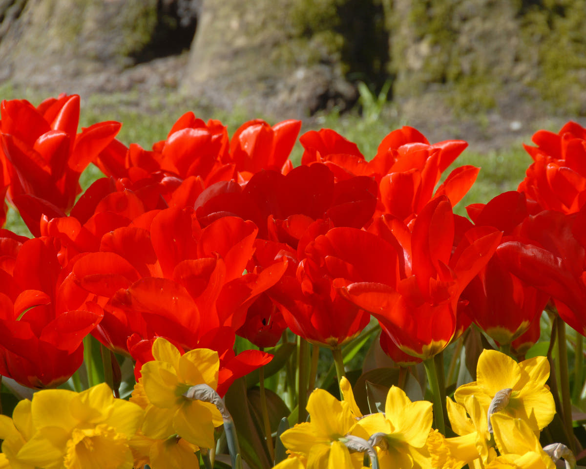Flower BulbsMadame Lefeber Bulbs UK - 3