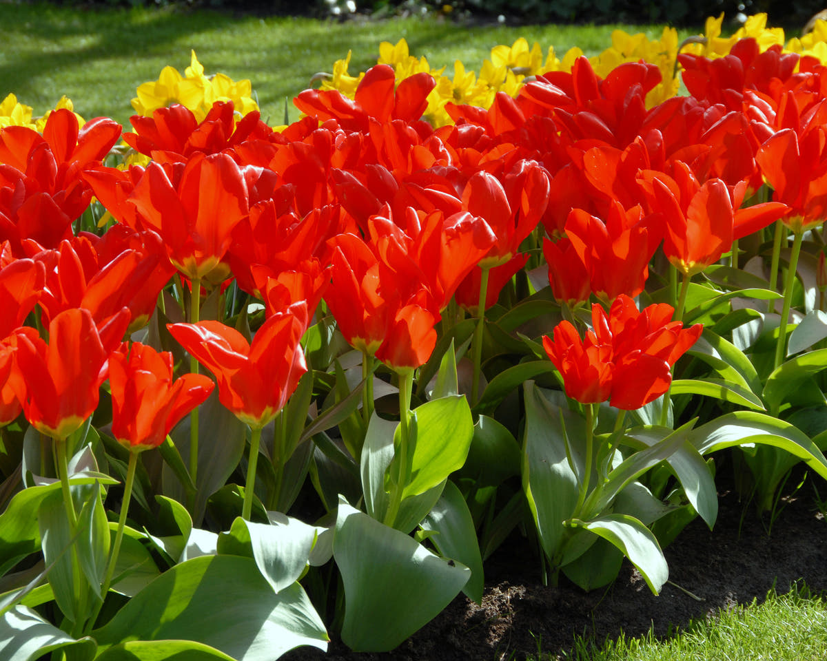 Flower BulbsMadame Lefeber Bulbs UK - 5