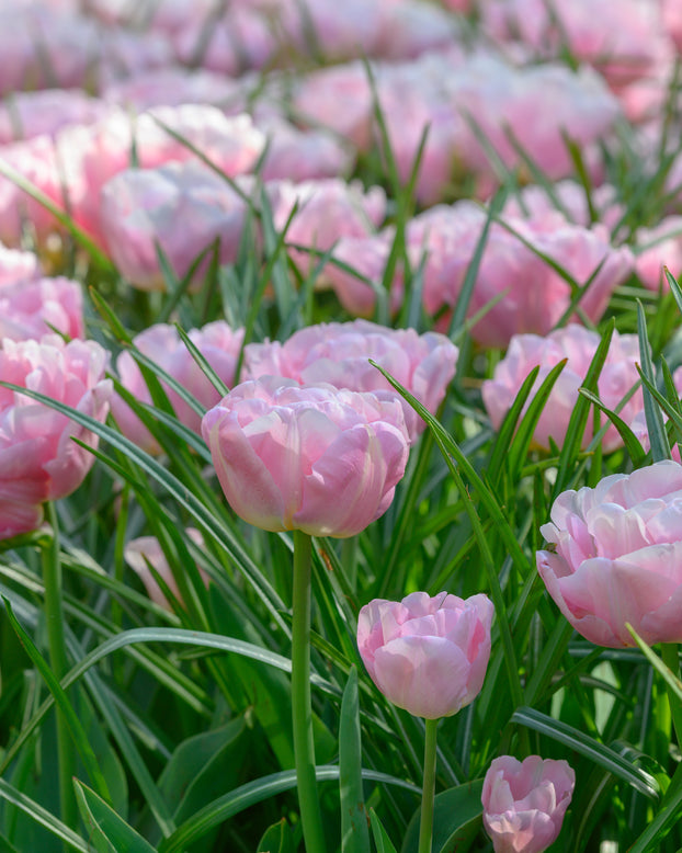 Tulip 'Mariage'