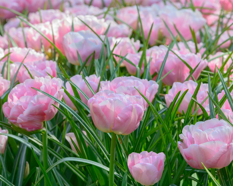 Tulip 'Mariage'