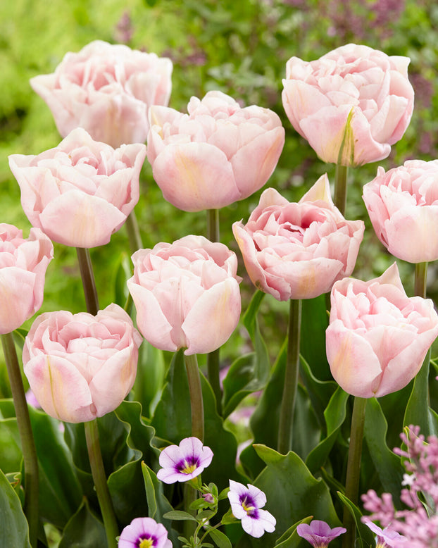 Tulip 'Mariage'