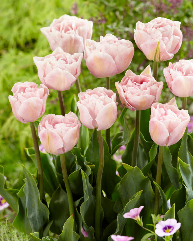 Tulip 'Mariage'