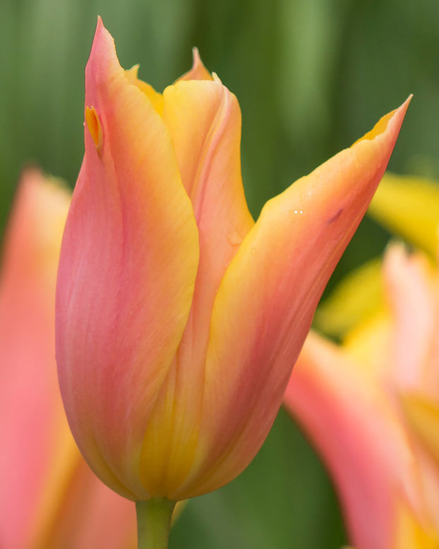 Tulip 'Marianne'