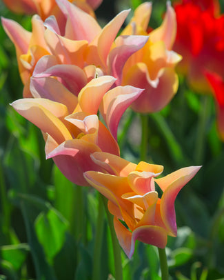 Tulip 'Marianne'