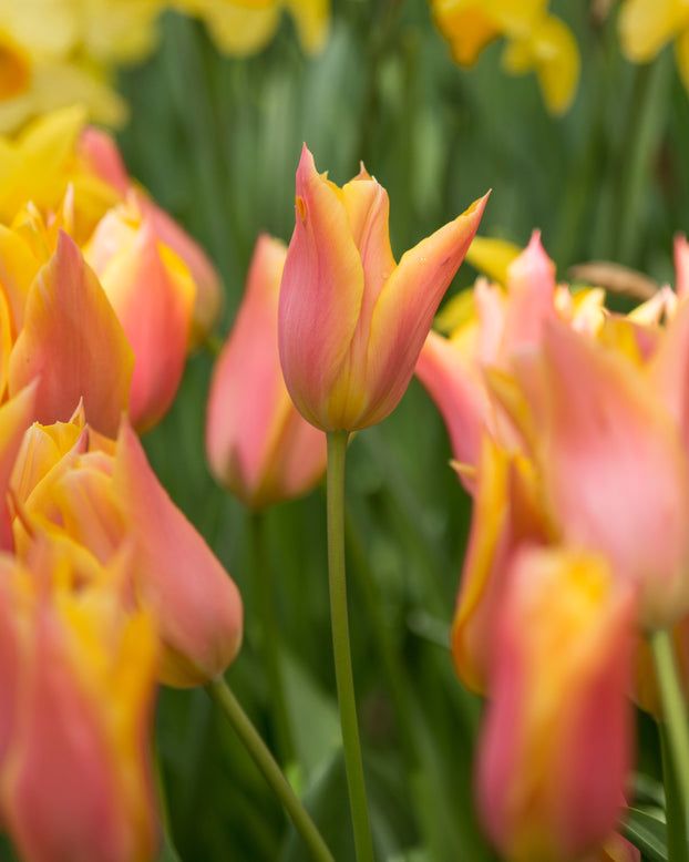 Tulip 'Marianne'