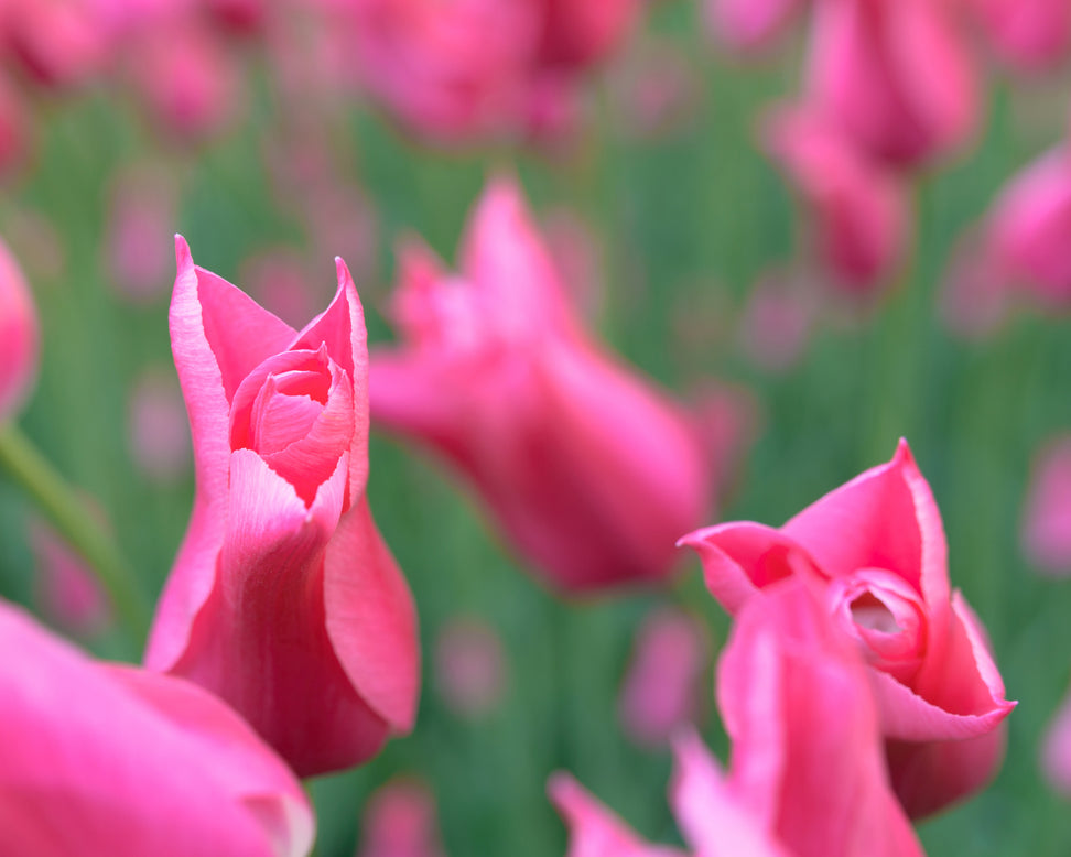 Tulip 'Mariette'
