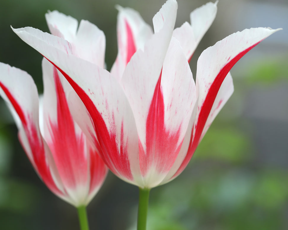 Tulip 'Marilyn'