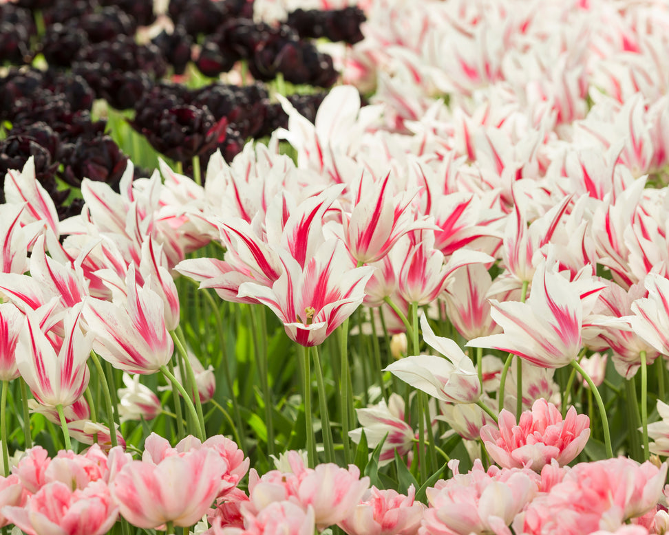 Tulip 'Marilyn'