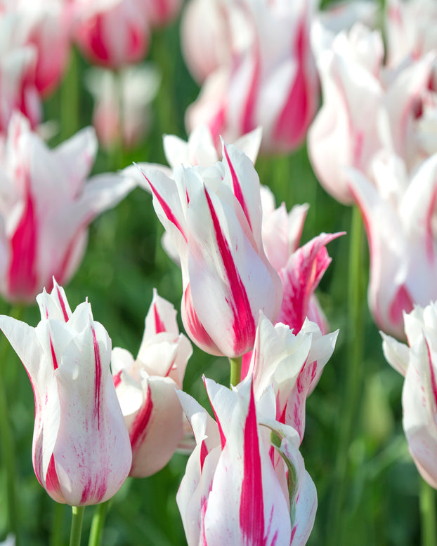 Tulip 'Marilyn'