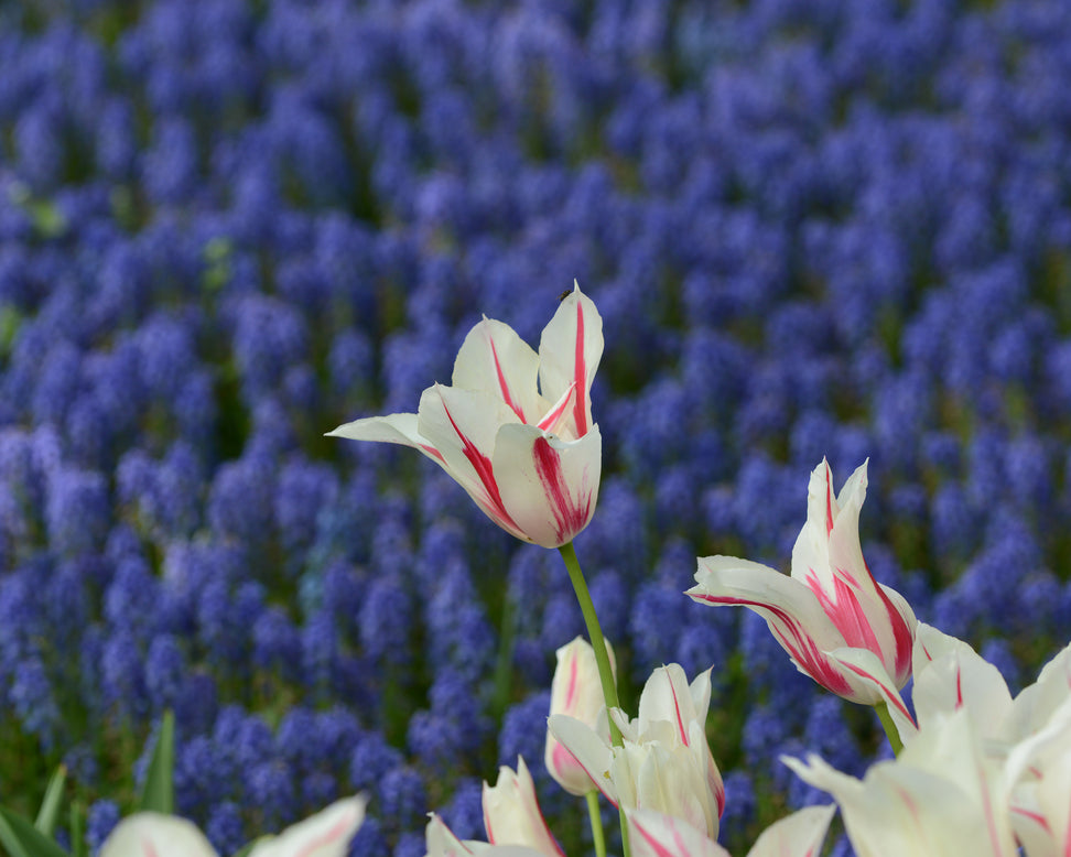 Tulip 'Marilyn'