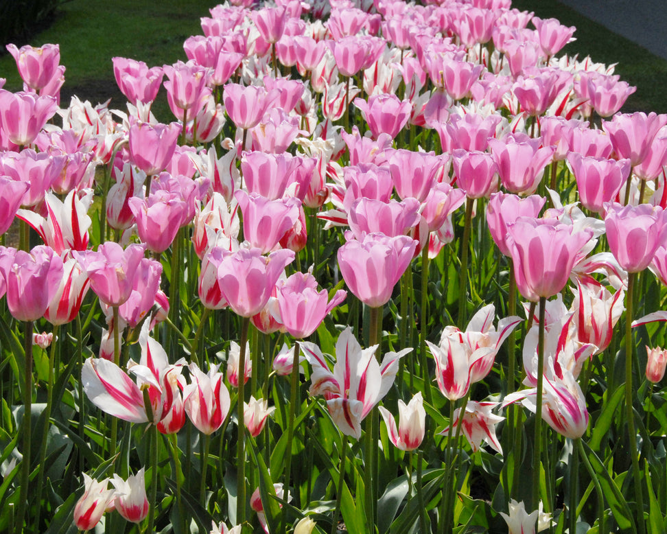 Tulip 'Marilyn'