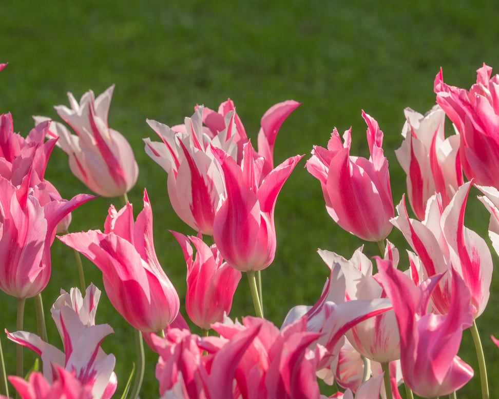 Tulip 'Marilyn'