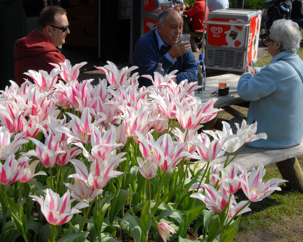 Tulip 'Marilyn'