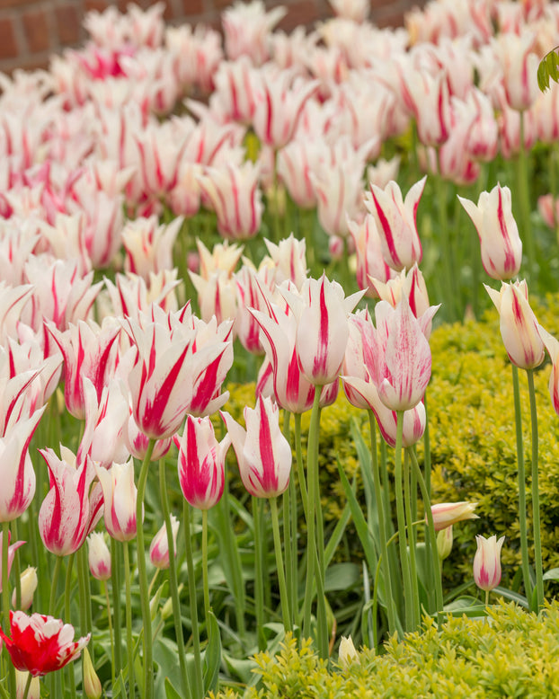 Tulip 'Marilyn'
