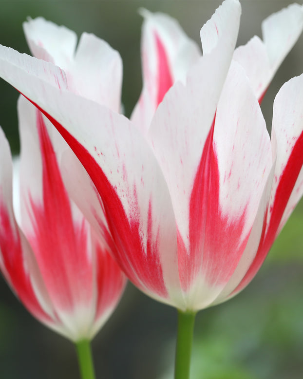 Tulip 'Marilyn'