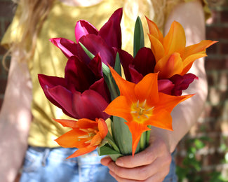 Tulip 'Merlot'