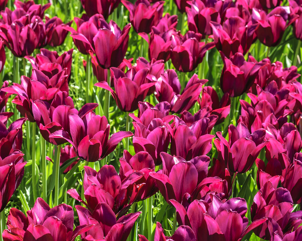 Tulip 'Merlot'